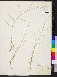 Schedonnardus paniculatus image