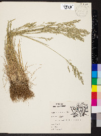 Poa pratensis subsp. pratensis image