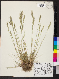 Poa bulbosa image