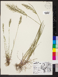 Poa bulbosa image