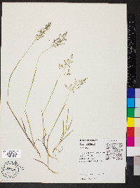 Poa trivialis image