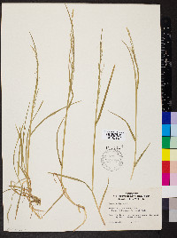 Poa alsodes image