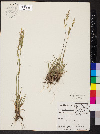 Poa secunda var. ampla image