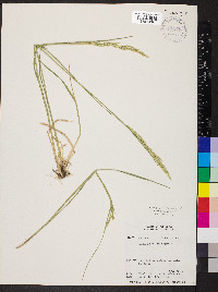 Poa secunda var. ampla image