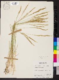 Poa secunda var. ampla image