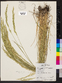 Poa secunda var. ampla image