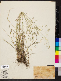 Poa cuspidata image