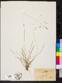 Poa cuspidata image