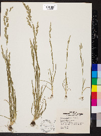 Poa bigelovii image