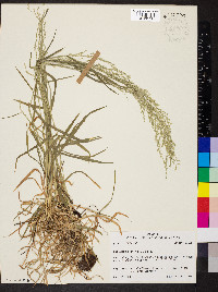 Poa autumnalis image