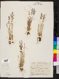 Poa arctica image