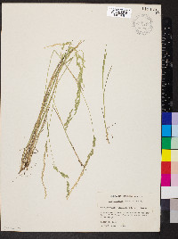 Poa bigelovii image