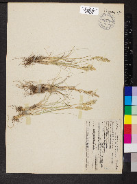 Poa secunda var. juncifolia image