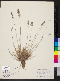 Poa bulbosa image