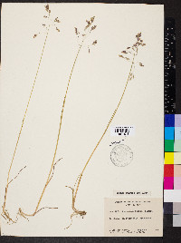 Poa arctica subsp. lanata image