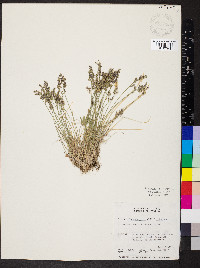 Poa lettermanii image