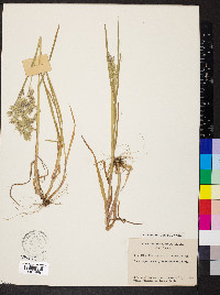 Poa macrocalyx image