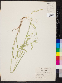 Poa occidentalis image