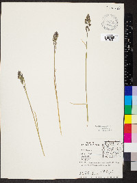 Poa epilis image