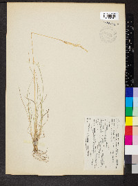 Poa epilis image