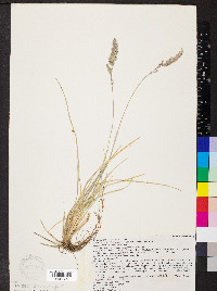 Poa fendleriana subsp. fendleriana image