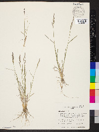 Poa glauca image