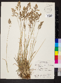 Poa secunda var. secunda image