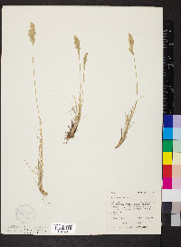 Poa cusickii image