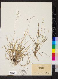 Poa cuspidata image