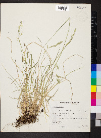 Poa secunda var. nevadensis image