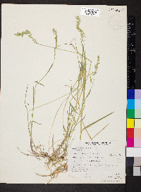 Poa secunda var. nevadensis image