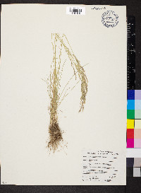 Poa secunda var. nevadensis image