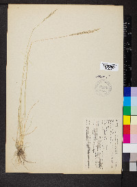 Poa secunda var. nevadensis image