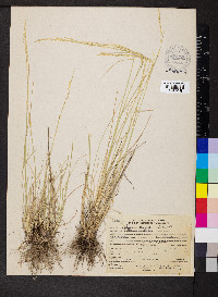 Poa secunda var. nevadensis image