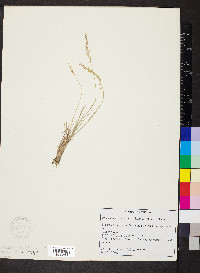 Poa secunda var. secunda image