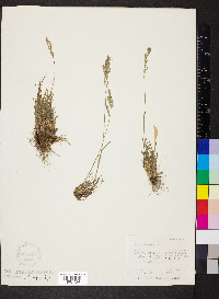 Poa secunda var. nevadensis image