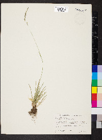 Poa secunda var. nevadensis image