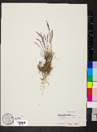 Poa secunda var. nevadensis image