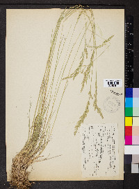 Poa secunda var. scabrella image