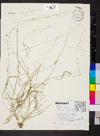 Poa sylvestris image