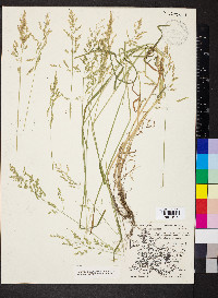 Poa trivialis image