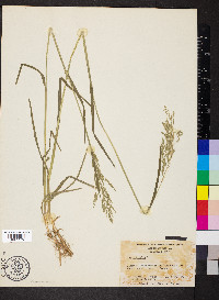 Poa trivialis image