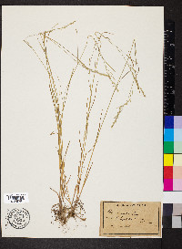 Poa nemoralis image