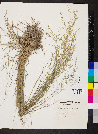 Poa nemoralis image