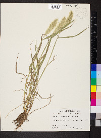 Polypogon monspeliensis image