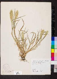 Polypogon monspeliensis image