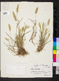 Polypogon monspeliensis image