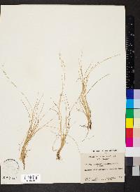 Puccinellia alaskana image