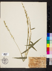 Sacciolepis striata image