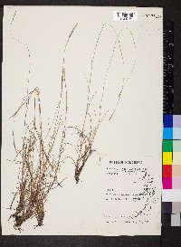 Schizachyrium tenerum image